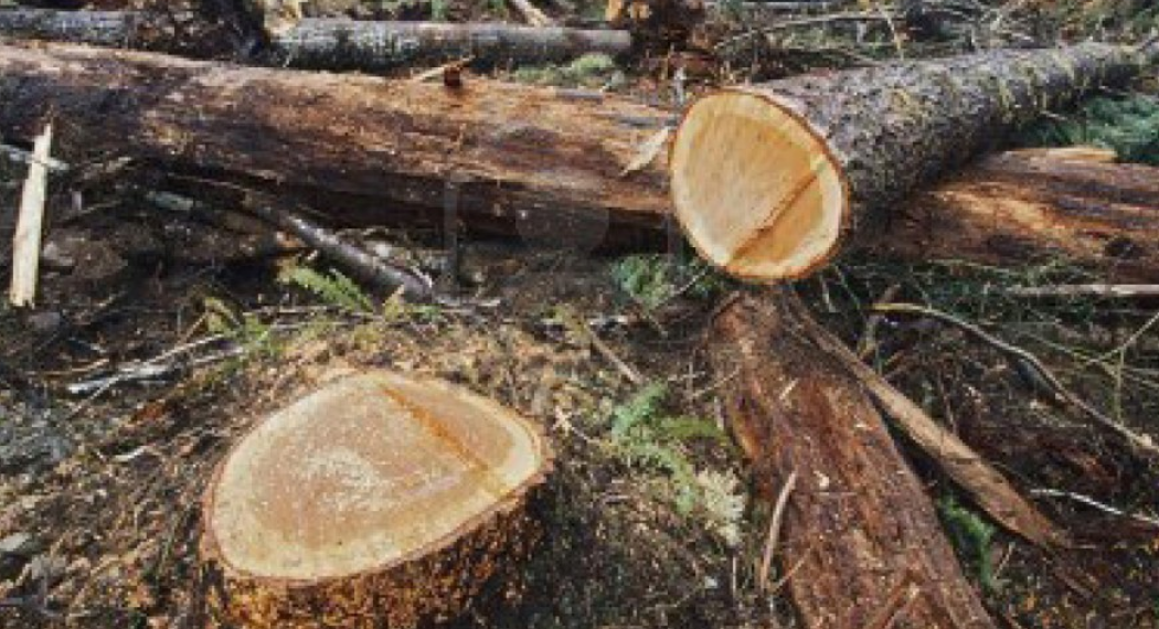 सरकारकै ‘सहमति’ मा वन विनाश : ‘पछिल्लो दशकमा आधाभन्दा बढी जंगल क्षेत्र समाप्त’