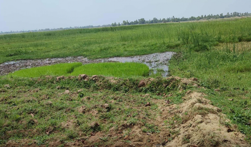 बाढीको त्रासले कैलालीको भजनीमा सयौँ बिघा जमिन बाँझै