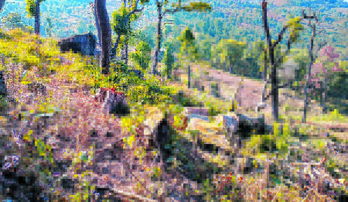 कैलालीको राजकाँडा चुरे वन क्षेत्रमा व्यापक फँडानी