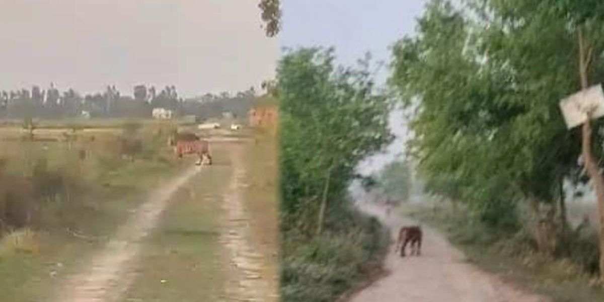 कञ्चनपुरको बेलौरी-पुनर्वासमा बाघ देखिन थालेपछि स्थानीयमा त्रास