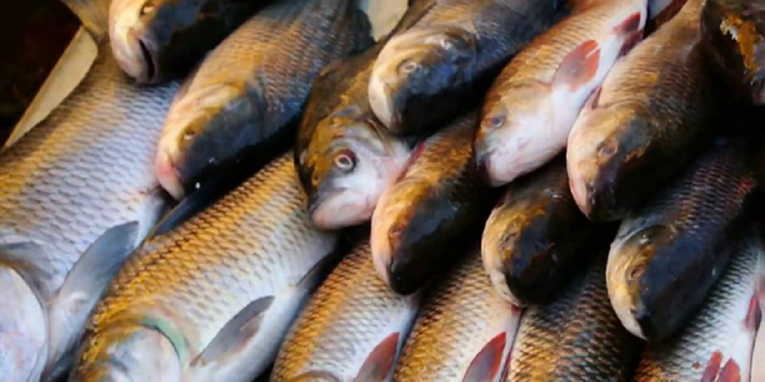 करिब १६ क्वीन्टल अवैध माछा धनगढीबाट बरामद