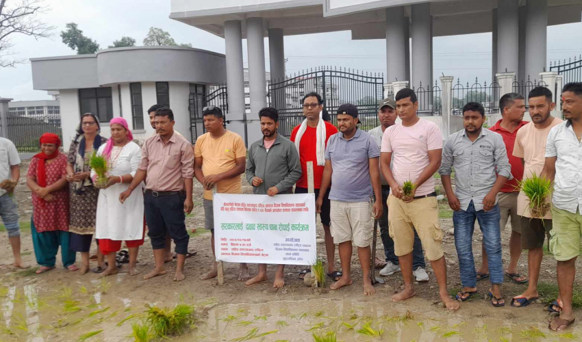 अन्तत: गेटा विश्वविद्यालयको गेटैमा धान रोपाइँ