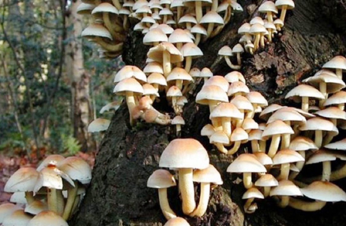 विषालु च्याउ खादा डोटीमा ११ जना बिरामी, उपचार सम्भव नभएपछि डडेल्धुरा रिफर