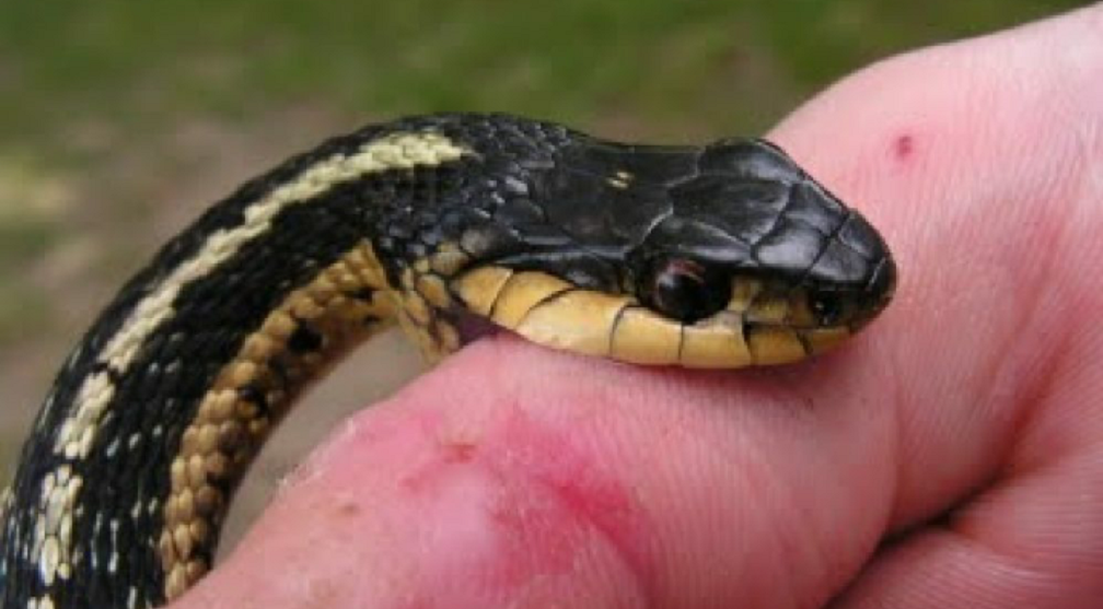 डोटीको के.आई.सिंहमा सर्पले डसेर एक वृद्धाको मृत्यु