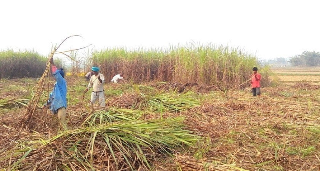 चिनी मिल सञ्चालन हुने भएपछि किसान उखुखेतीतर्फ आकर्षित