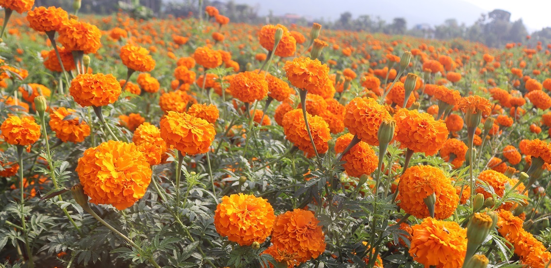 तिहारमै बिक्री भएन फूल, किसान निराश