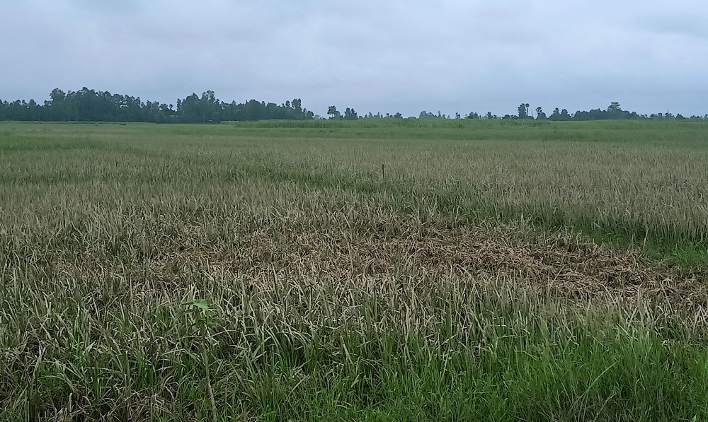 केमिकलबाट भएको धानको क्षतिमा किसानले पाएनन् राहत