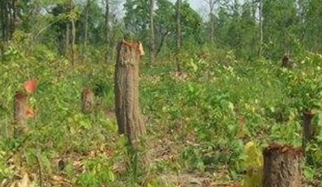 कैलालीमा वन मासिने क्रम बढ्दै : संस्थागत रूपमै वन क्षेत्र अतिक्रमण हुन थाल्यो