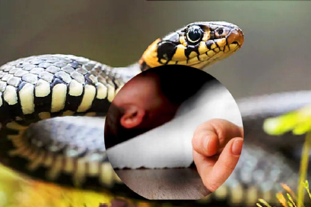 सर्पले डसेर डोटी र कैलालीमा तिन जनाको मृत्यु