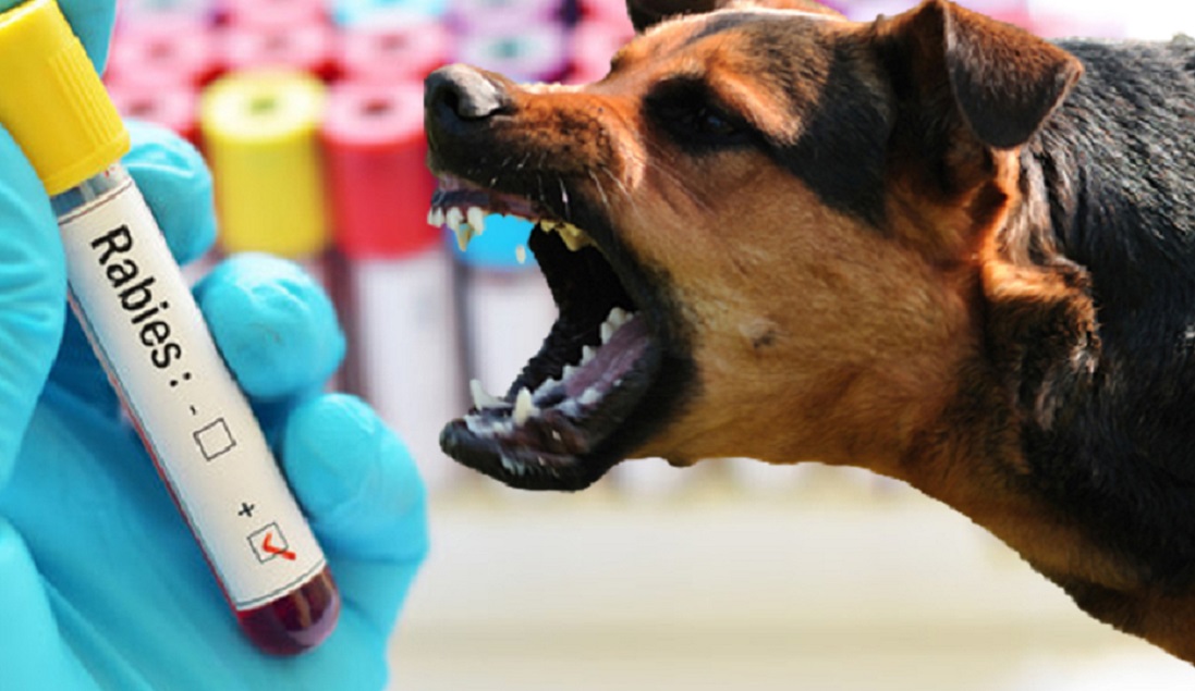 तीन हप्तादेखि बैतडीमा रेबिजविरुद्धको खोप अभाव, बिरामी जिल्ला बाहिर जान बाध्य