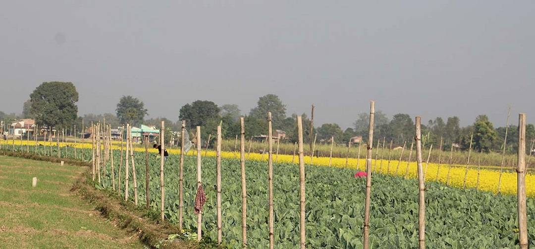 सागसब्जीमा समृद्धि पहिल्याउँदै कञ्चनपुरका दुई किसान